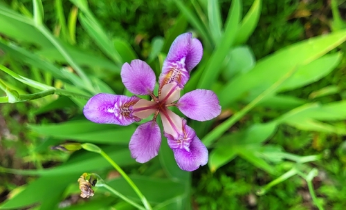 Vesper Iris