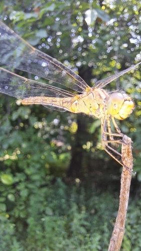 Southern Darter