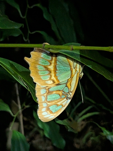 Malachite