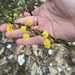 Acacia paradoxa