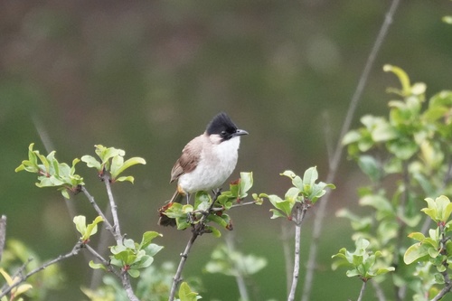 Brown-breasted Bulbul
