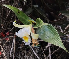 Sobralia virginalis