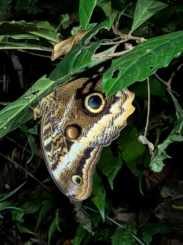 Banded Owl-Butterfly