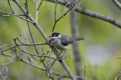 Black-throated Tit