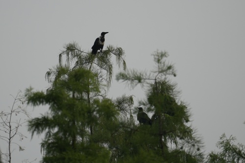 Collared Crow