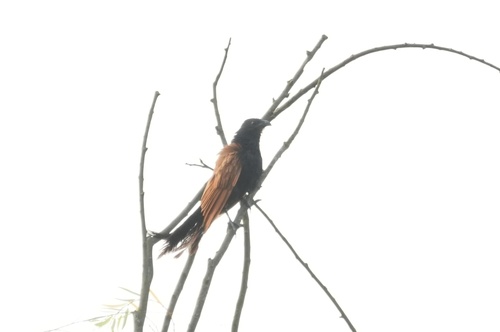 Lesser Coucal