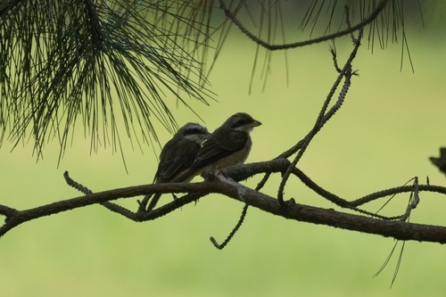 Brown Shrike