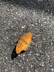 Argynnis hyperbius