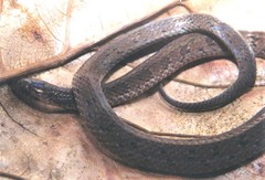 Atractus iridescens