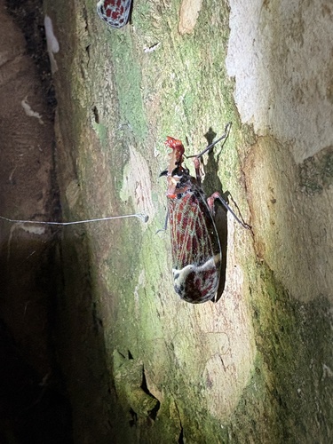 Dragon-headed Bug