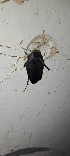 Egyptian Cockroach