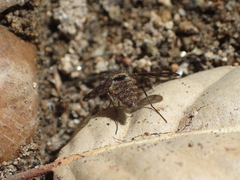 Conophorus fenestratus