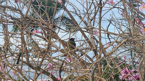 Australasian Figbird