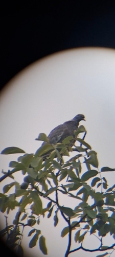 Common Wood-Pigeon