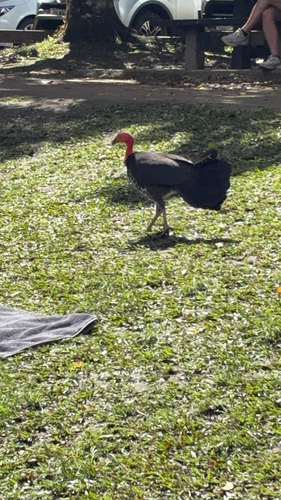 Australian Brushturkey