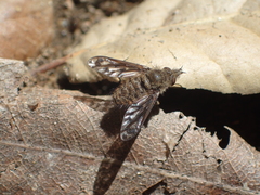 Conophorus fenestratus