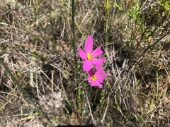 Sabatia grandiflora