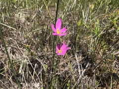 Sabatia grandiflora