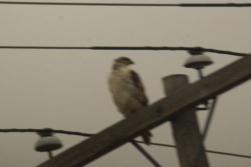 Ferruginous Hawk