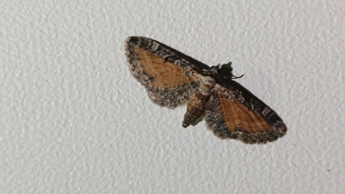 Tawny Speckled Pug