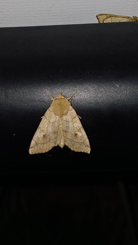 Angle-striped Sallow