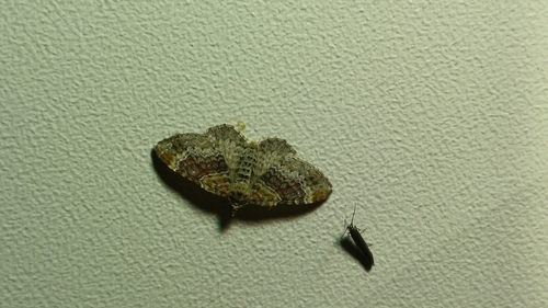 Red Twin-spot Carpet