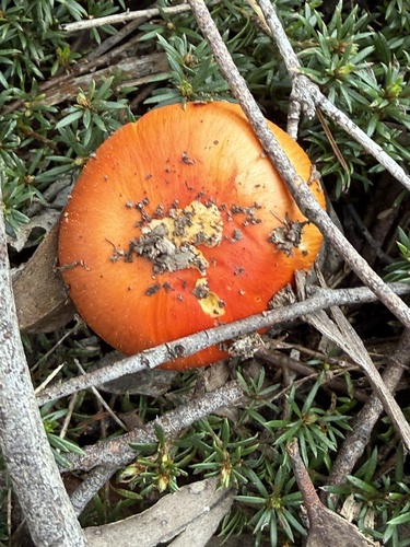 Vermilion Amanita