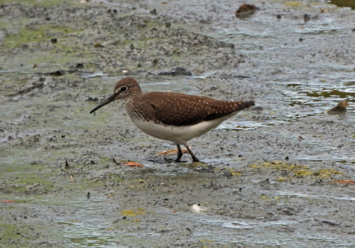 Andarríos grande (Tringa ochropus)