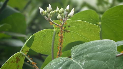Oleander Aphid