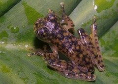 Sachatamia albomaculata