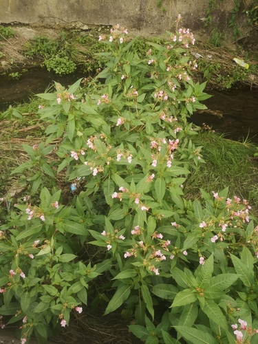 Himalayan balsam