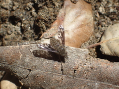 Conophorus fenestratus