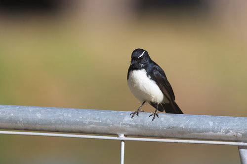 Willie Wagtail