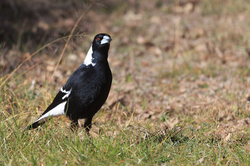 Australian Magpie