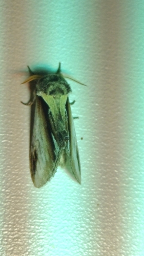Lesser Swallow Prominent