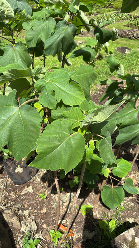 Broussonetia papyrifera observed 2026-08-14