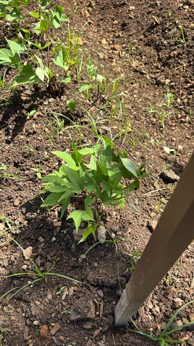 Ipomoea batatas observed 2026-08-14