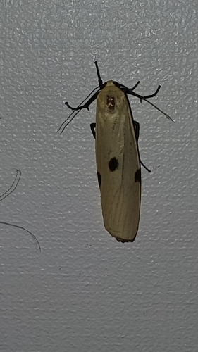 Four-spotted Footman