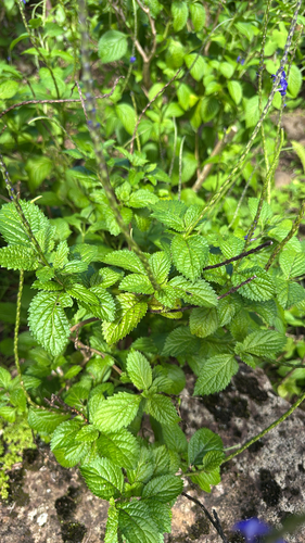 Stachytarpheta cayennensis observed 2026-08-14