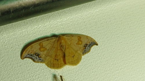 Scarce Hook-tip
