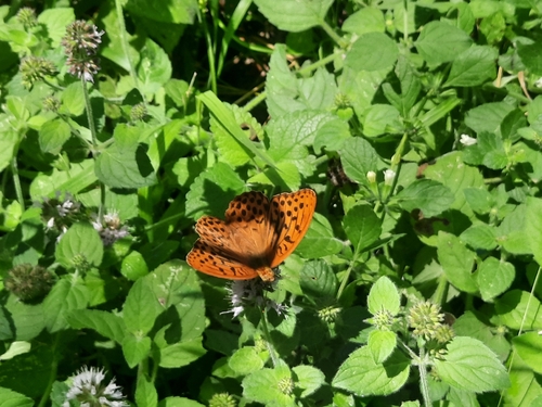 Silver-washed Fritillary