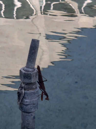 Transcaucasian Giant Mantis