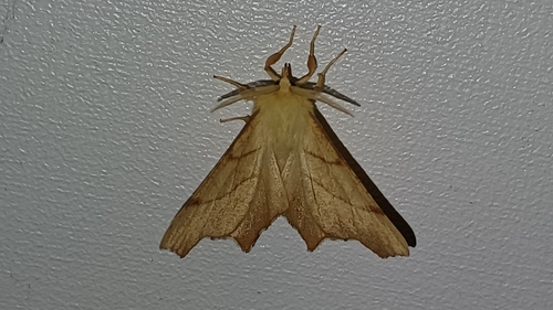 September Thorn