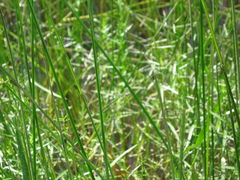 Schoenoplectus torreyi