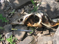 Acipenser brevirostrum