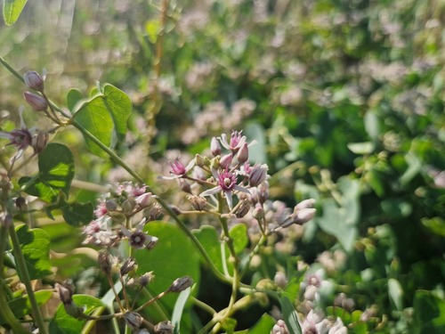 Stranglewort