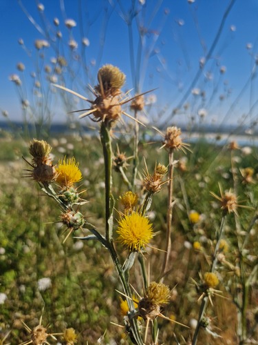 Yellow Star-Thistle