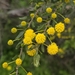 Acacia paradoxa