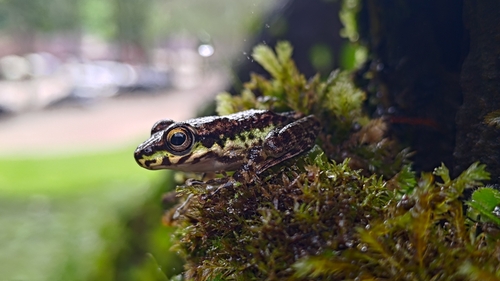Amolops marmoratus observed 2026-08-15