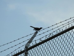 Turdus rufopalliatus